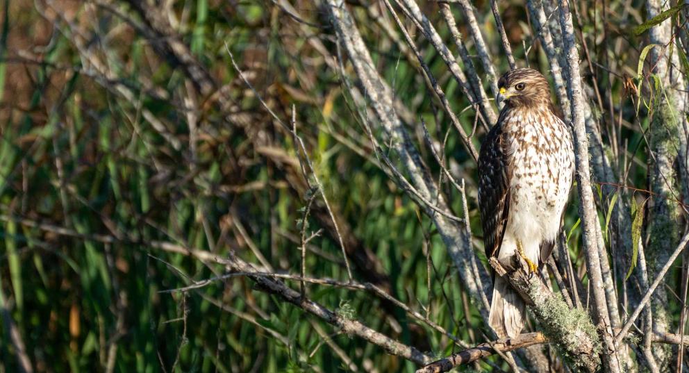 A red shouldered hawk perched on a branch