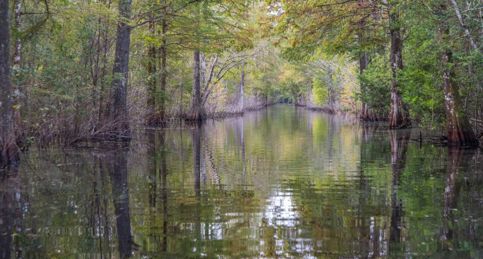 High water marks along the river