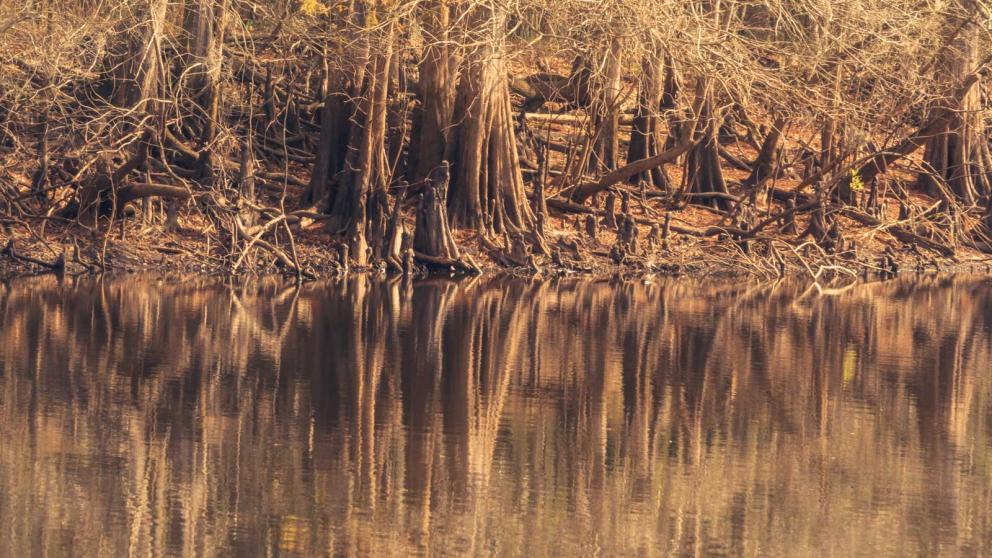 Cypress knees and underbrush reflect off a still section of the river
