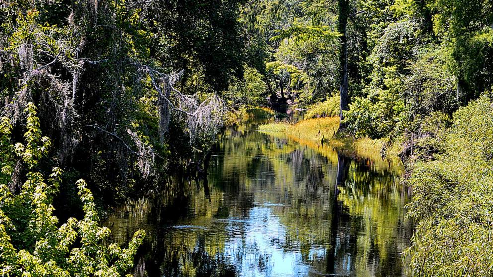 Sunshine brightens an idyllic view of green grass and trees along the Withlacoochee River