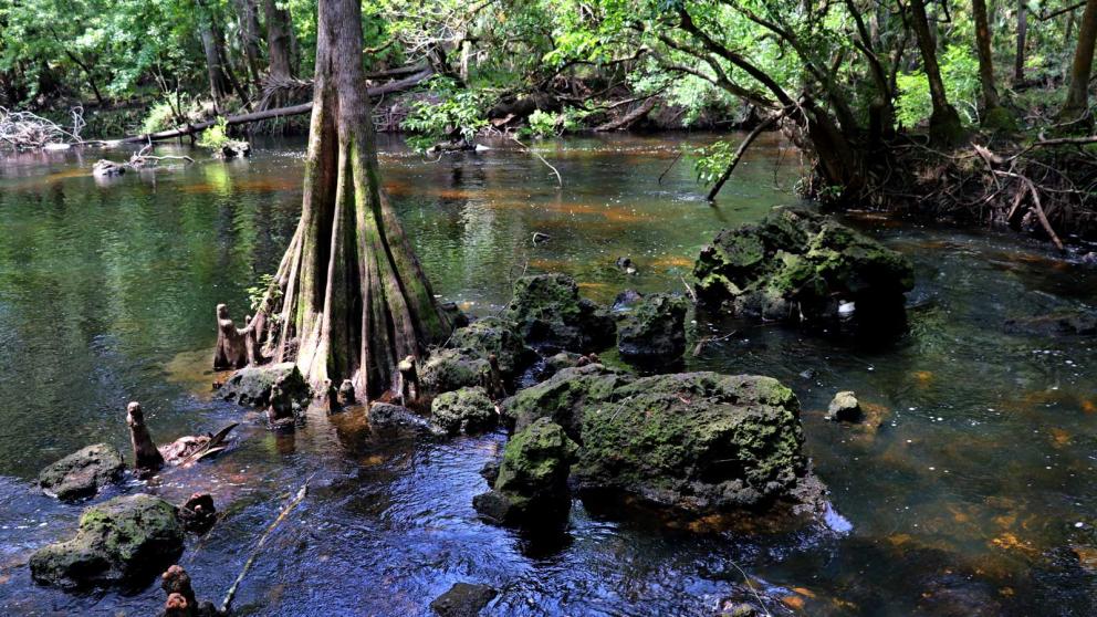 A cypress tree on the edge of a shallow flowing river