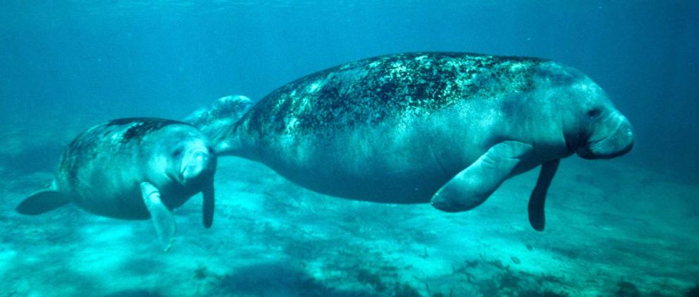 Manatee with calf swimming in Crystal River