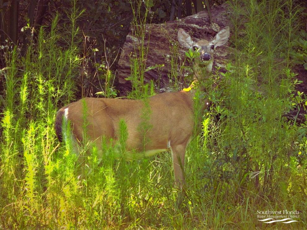 prescribed_burning_in_florida_deer in the wild