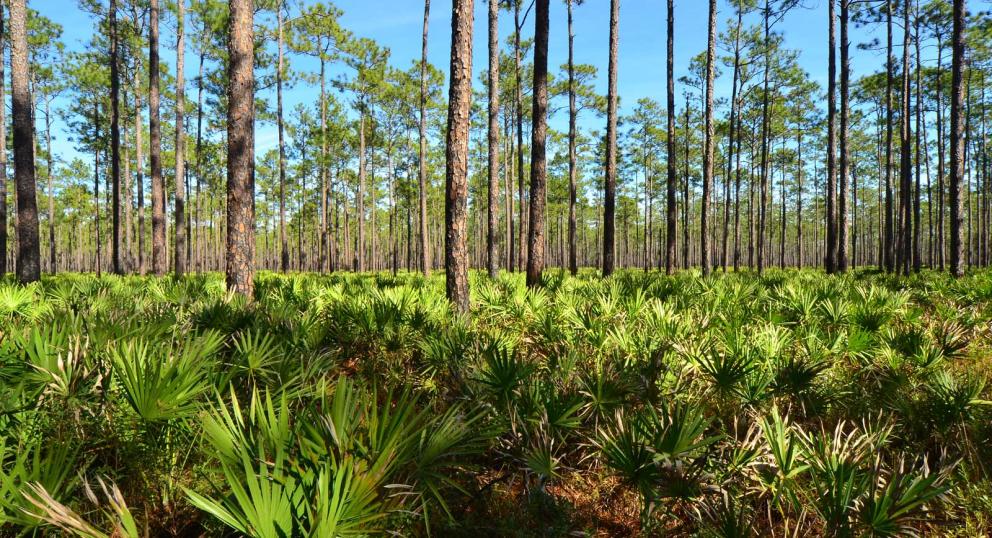 Saw palmetto growing under an upland pine forest