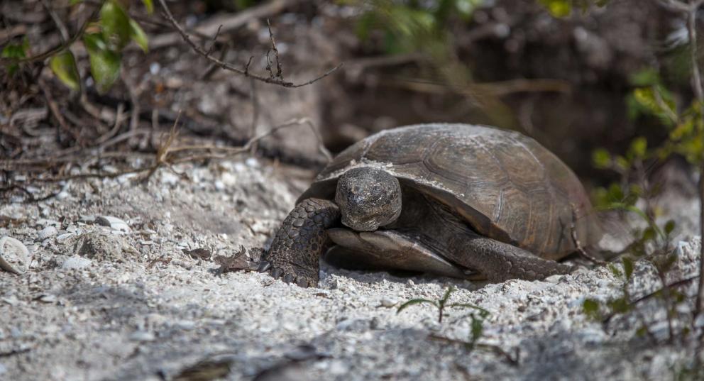 Gopher tortise in sandy underbrush