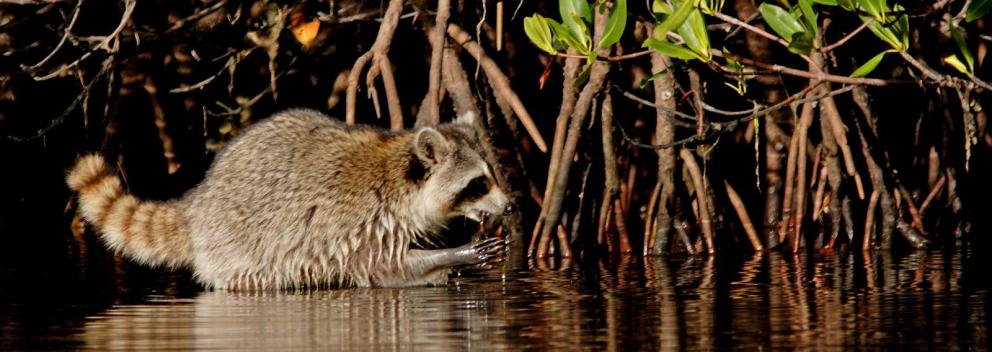 A raccoon hunting in the water