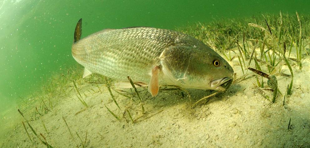 A redfish feeding on the bottom of gulf waters.