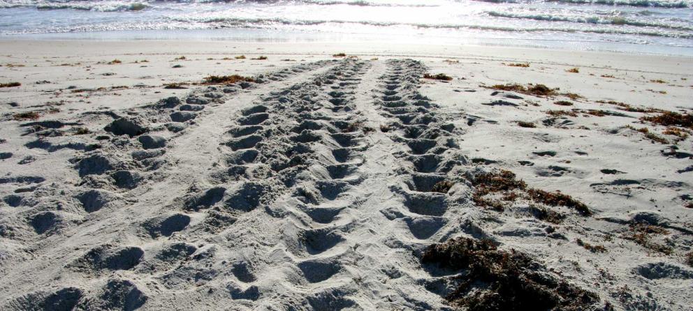 Turtle tracks in the sand