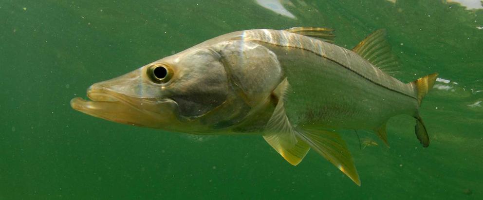 Snook swimming in green tinted water