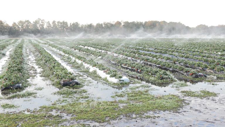 Strawberry field covered in ice from irrigation spraying