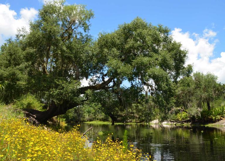 Wildflowers on a sunny bank of Horse Creek