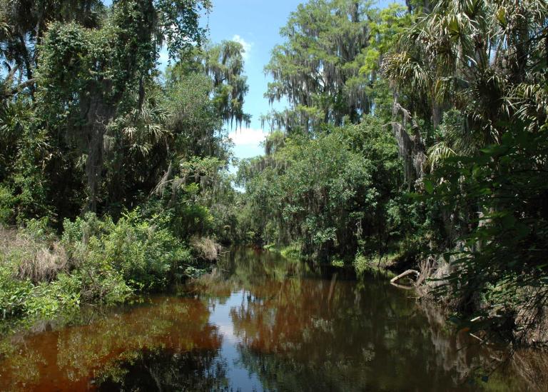 Sunshine on green trees over Payne Creek