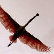 Spoonbill in flight directly overhead