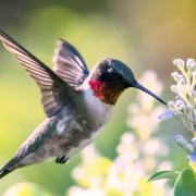 Ruby Throated Hummingbird hovering over wildflower blossoms