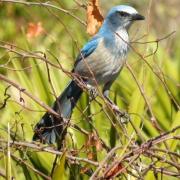 Picture of bird