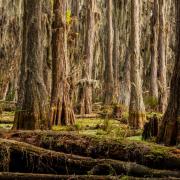Cypress swamp with distinctive sunlight patterns
