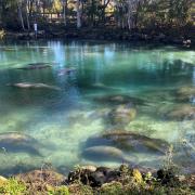 Underwater and above water split scene of Three Sisters Springs