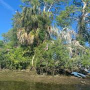 An island bank beside the bay