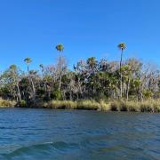 Wetlands along the banks of the bay