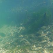 Underwater view of the river