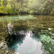 Springs surrounded by sun dappled trees