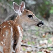 A young fawn looking wide eyed to the right