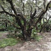Flying Eagle Preserve