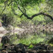 Green Swamp Photo