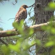 Green Swamp Wilderness Preserve