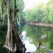 Cypress trees in the swamp