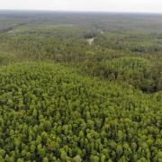 Aerial view of forested wilderness area