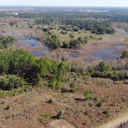 Aerial view of Green Swamp West wilderness area