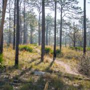 Hiking trail through the Green Swamp Wilderness