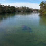 The upper Homosassa River in winter.