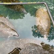 Manatees in the rehabilitation area