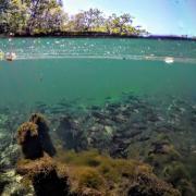 Underwater and above water split scene of the river