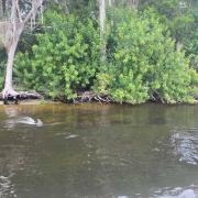 A dolphin swims on the surface of the river