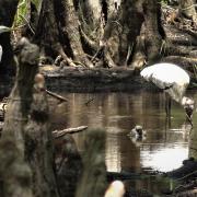 Starkey Wilderness Preserve