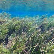 Underwater shot of clear water and growing grasses