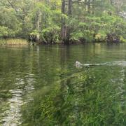 An otter swimming in the river with its head out of the water
