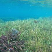 Fish swimming in the clear water above grasses