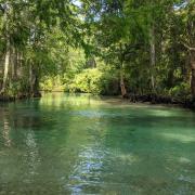 Green tree canopy over the river