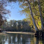Idyllic view of the tree lined river