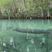 A manatee swimming in the river