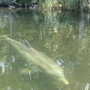 A dolphin swims near the surface of the river