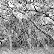 Scrub oaks with no leave in wild grass during winter 