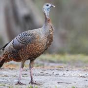 Female wild turkey standing in dirt with out of focus trees in background