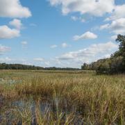 Open field with wetland grasses under a blue sky