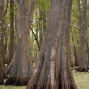 Cypress trunk in shallow water