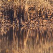 Cypress knees and underbrush reflect off a still section of the river